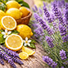 Lemon Lavender