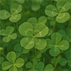 Green Clover