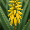 Aloe Blossom
